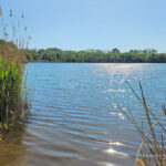 Cospudener See - Waldsee Lauer