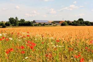 Am Roten Vorwerk bei Grimma