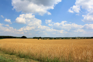 In der Dübener Heide bei Großwig