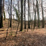 Döben, Zettenwall, nördlicher Wallabschnitt