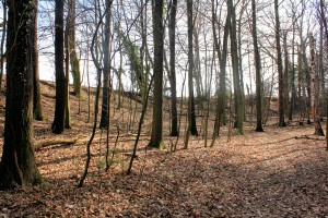 Döben, Zettenwall, nördlicher Wallabschnitt