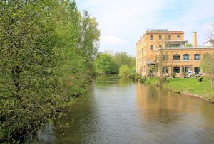 Weiße Elster in Wahren
