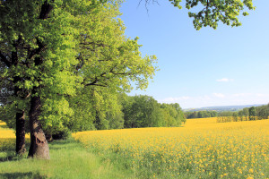 In der Dahlener Heide