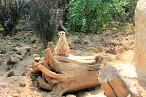 Tierpark im O-Schatz-Park